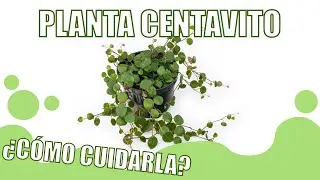 CÓMO CUIDAR la planta CENTAVITO