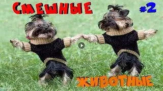 ЛУЧШИЕ ПРИКОЛЫ 2018