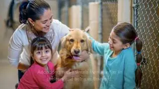 Why You Should Adopt a Pet Rather Than Buy