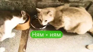 ✔Коты🐈 завтракают🍖🍗🥩✔