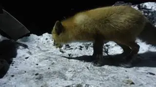 наглый лис