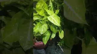 #rain #rainsounds #shorts #viralshort #viralvideo #trending #nature #beauty #night #green #money