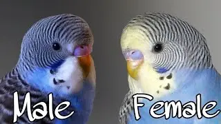 Determine your budgie's gender/ sex | Basic Tips