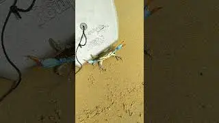 Краб из океана
