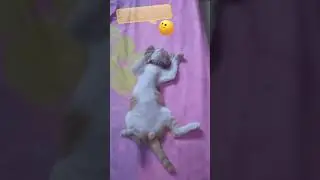 Kucing tidur ngangkang 😁 