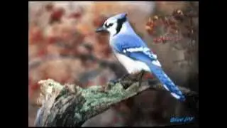 Bird Watcher