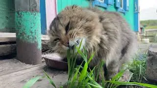 КОТ КУШАЕТ В 4K