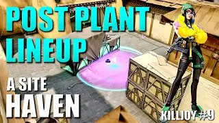 KILLJOY LINEUPS - HAVEN - Post Plant Molly Nanoswarm Setups #10 - A Site - Default