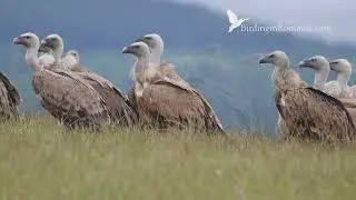 Some moments from our Vultures Photo Tours in Bulgaria
