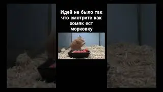 не тыкайте на этого хомяка