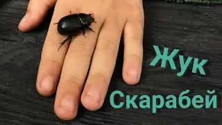 ЖУК СКАРАБЕЙ В ДОМАШНИХ УСЛОВИЯХ