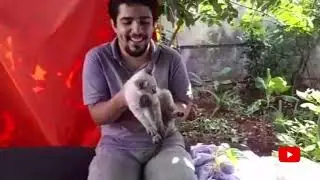 EU MOSTRANDO O GATINHO DA MINHA VÓ QUE É TONINHO E A GATA DA MINHA MÃE QUE É A SUSIH