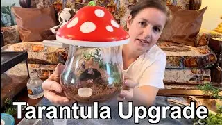 Upgrading My Tarantula Enclosure & Setup