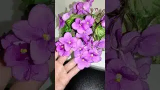 Ампельные фиалки трейлеры. Лик Ягодная горка .