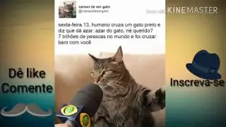 Frases do Cansei De Ser Gato / parte 7