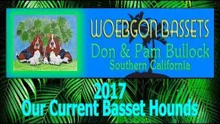 Woebgon Bassets Our Current Bassets 2017