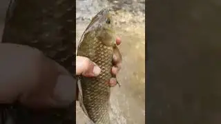 Настоящий рыбак ловит только так