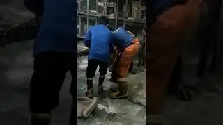 Damkar Gresik Mancing Ular Sanca (Phyton) Sampai Ambyar ‼️(2)