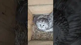 Проверка дуплона для длиннохвоста