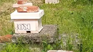 Матка возвращается с облёта! Редкое видео!
