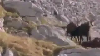 Un aguila quiere llevarse una cabra / An eagle wants to take a goat