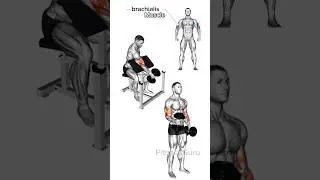 4 Effective Exercises for Biceps Brachialis Growth 