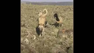 🐶 Kangal köpek yavru koyundan kaçıyor