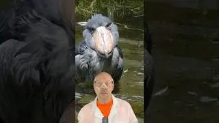 Dodo bird 2.0