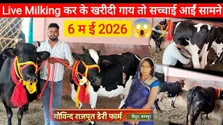 Hf sahiwal Jersey cow dairy farm | govind rajput dairy farm bithoor kanpur #hfcow #cowvideos 