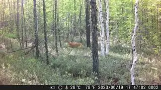 козы бояться помеченного медведем солонца.