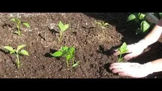 Высадка в открытый грунт рассады сладкого и горького перца