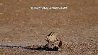 Самый быстрый убийца