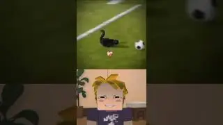 Cat scored😱