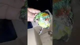 Cute colour Bird #Bird #animalmoments #cutebirds #shortsfeed