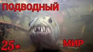 Подводная камера. Наблюдаем за рыбой и рыбачим