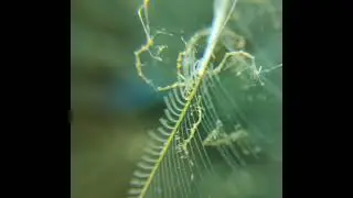 Tiny creatures in balinesian sea