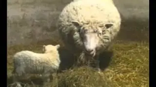GCSE Science Revision - Cloning Dolly The Sheep