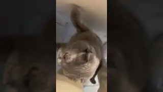 Котик просит рыбку🥰