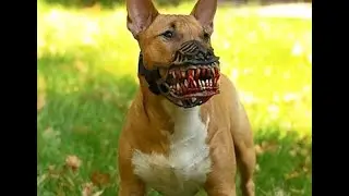 10 Dog Breeds That You Should Fear The Most