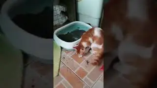 Oops, I got caught! 😼😸 