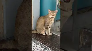 Котяра на балдеже