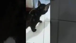 ADA YG TAU SAKIT APA INI KUCING #shorts