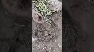 Кирка 