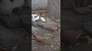 Білі та червоні бакинські голуби