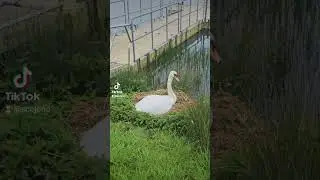 Swanning Off #shorts