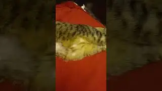 Бритопузый сосисон