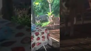 Ещё один местный житель