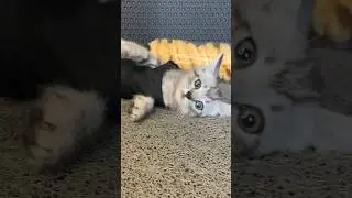 Nostalgia Ketika Abu Masih Kecil 😻 