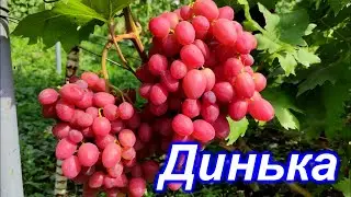 Динька 2022