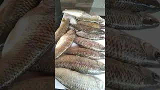 Curvina